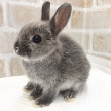 まだまだちびっ子！ドワーフラビット