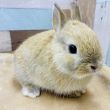 まんまるボディー♡人気カラーオレンジ！ネザーランドドワーフ