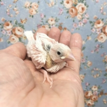 白文鳥  2021年9月生まれ
