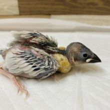 まだまだヒナちゃん♪シルバー文鳥