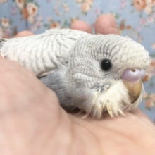 セキセイインコ(ライラック)  2021月9月生まれ