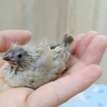 ホワホワ毛がたまりません！キンカ鳥ヒナ来ましたよ〜その1