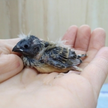 ホワホワ毛がたまりません！キンカ鳥ヒナ来ましたよ〜その2