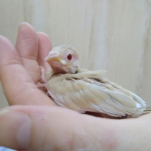 キラキラの赤目ちゃん！シナモン文鳥ヒナ来ましたよ〜