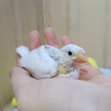 1番人気のカラー！白文鳥さんいますよ〜