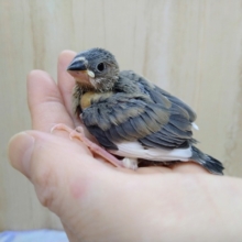 成長と共に大変身！桜文鳥さん来ましたよ〜
