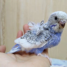 だいたい羽衣なセキセイさん来ましたよ〜