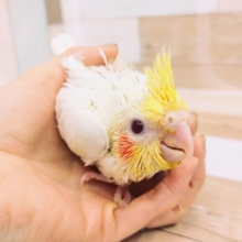オカメインコのヒナさん(ルチノー)入荷いたしました💓