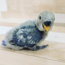 小桜インコ(バイオレッ)入荷しました～♥️