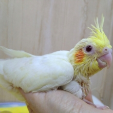 ついにやって来ました！ルチノーのオカメインコさん〜