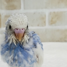 素敵！スパングルパイドの、セキセイインコ