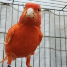 今シーズン初赤カナリア