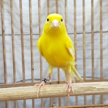 今シーズン初レモンカナリア