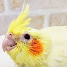 人気カラー🌠 オカメインコ(ルチノー)