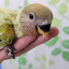 魅惑のおチリ！コザクラインコさん☆