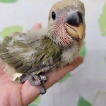 落ち着いたカラーのコザクラさん☆