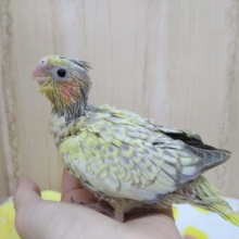 ドット柄の可愛い仔！シナモンパールオカメちゃん来ましたよ〜