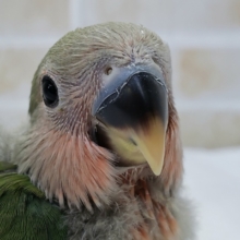 小桜インコノーマル入荷ですよ～