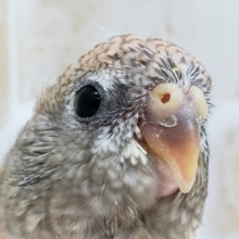 PINKが素敵なローズアキクサインコ