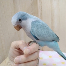 ブルーのオキナインコの「マリンちゃん」特技はニギコロです！