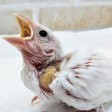 🐥注目ですよ～🐥 白文鳥