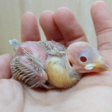 透き通った赤目がキレイです！シナモン文鳥ヒナ来ましたよ〜
