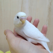 真っ白なのに黒目セキセイさん！ダブルファクター来ましたよ〜