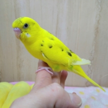 ナデナデが好きになって来てるセキセイさん「キハルクちゃん」いますよ！