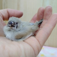 鳴き声はニーニー!キンカ鳥ヒナいますよ〜その2