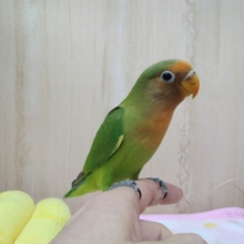 最新動画・画像あり！レアなインコ！八重桜インコの「ヤエちゃん」いますよ〜