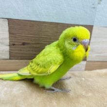 寝起きみたいなお顔で可愛いです！セキセイインコのヒナのスパングルカラー！