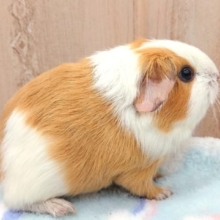 見つめる先は。。？イングリッシュモルモット♪