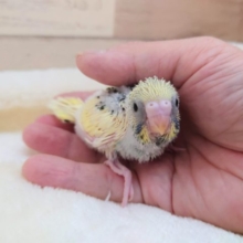 ふれあいが好きそうかな？？　セキセイインコ　クリームパイド　2021　１０月７日