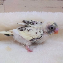久しぶりのコです♪　セキセイインコ　４色ハルクイン　2021　10月7日
