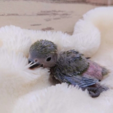 まだヒナさん！おっとりした感じ？？　コザクラインコ　ノーマル　2021　１０月７日