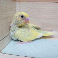 一目惚れ☆　　セキセイインコ　パステルレインボー　ライムグリーン