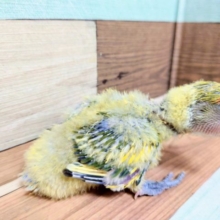 個性がでます！羽根の色がｷﾚｲですよ～～　コザクラインコ　タイガーチェリー