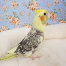 赤いチークが可愛いコ☆　オカメインコ　パールになりますっ
