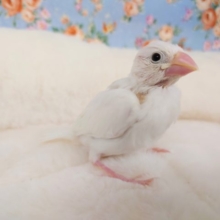 おすまし顔が魅力です～　白文鳥いますよっ