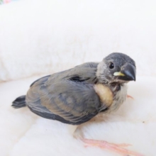 キョトンとしたお顔が可愛くて。。　桜文鳥～～