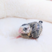 かなり個性がありますよ！！　桜文鳥きましたっ