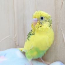 斜め角度がキレイに写るってーー　セキセイインコ　パイド