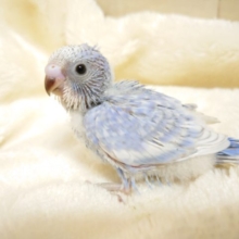 鮮やか！ｷﾚｲなスパンコール☆　セキセイインコ　スパングル　2021　10月15日