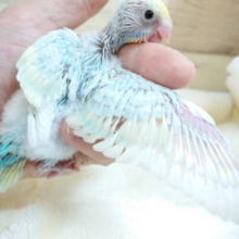 恥ずかしがり屋。。かな？　セキセイインコ　パステルレインボー　2021　10月15日