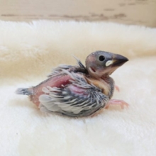 劇的に色合いが変わる☆そして～すっごく懐いてくれます♬　シルバー文鳥ーー