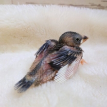 手のりの代表～～　桜文鳥でｺﾞｻﾞｲﾏｽ☆