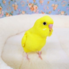 ほんのりカラーが入っています☆　セキセイインコ　ハルクイン～～
