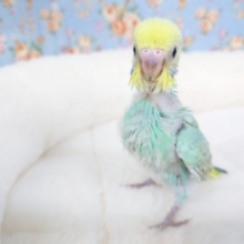 お顔のふくらみが可愛いですよ～～　セキセイインコ　パステルレインボー