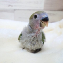 安定の人気モノ！コザクラインコ　ノーマル　2021　10月22日