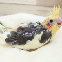 寄り添いオカメさん、いかがですか？？　オカメインコ　パイドになります！　2021　10月22日